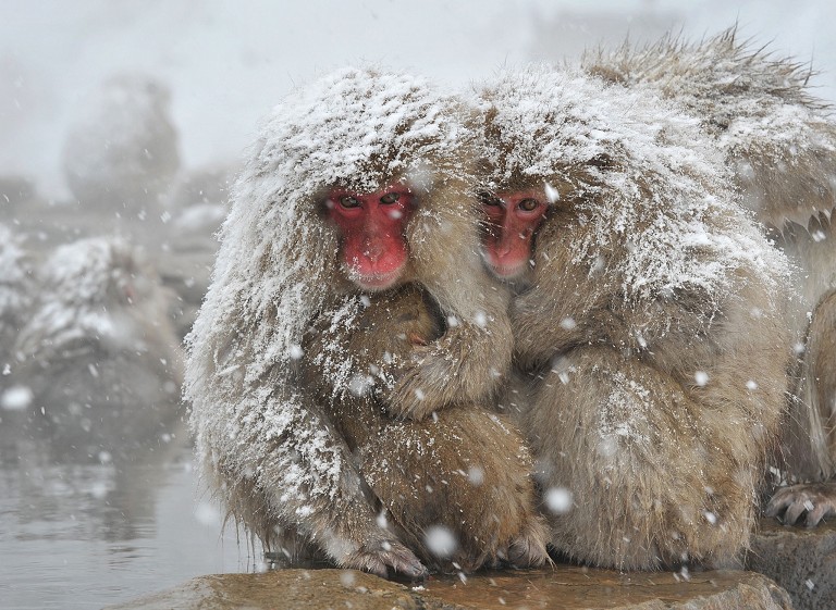 相依的雪猴