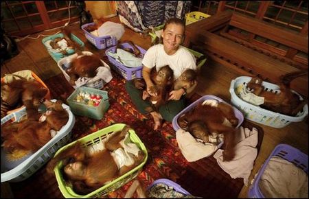 動物保護－－印尼婆羅洲猩猩救助中心
