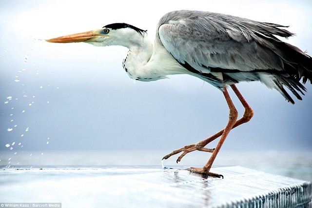“Heron”