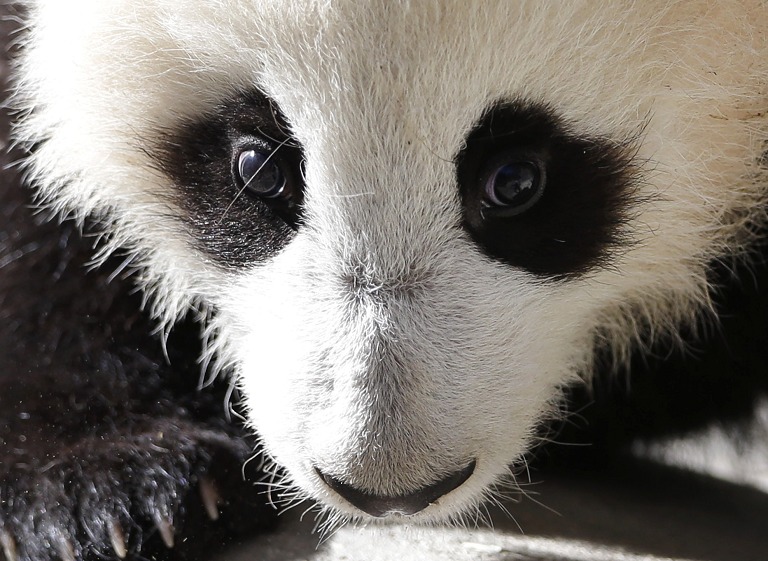 5个半月大的熊猫熊仔 Xiao liwu