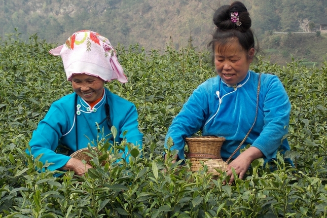 贵州雷山：茶农全力抢收季节性茶青