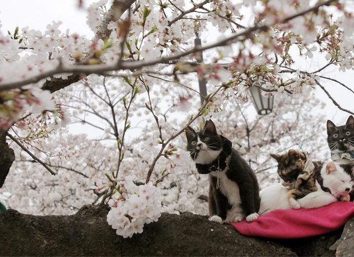 东京公园樱花树上的猫咪