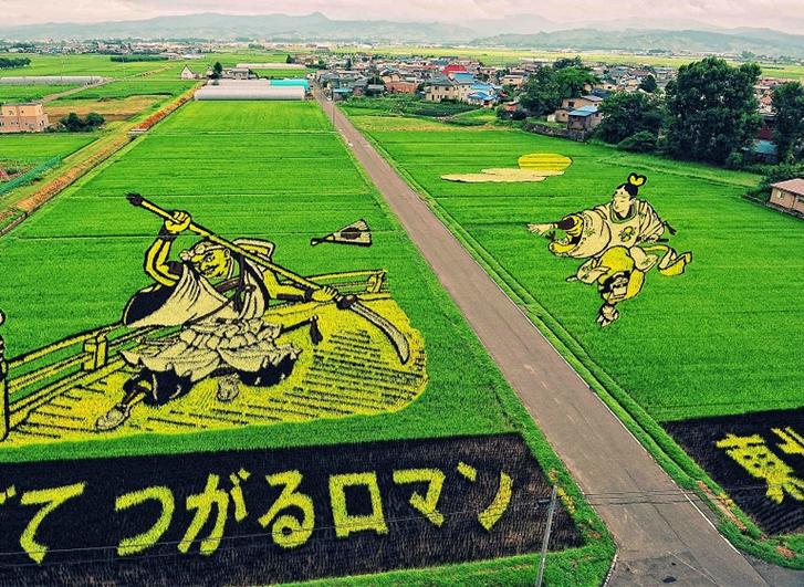 日本田舍馆村稻田画