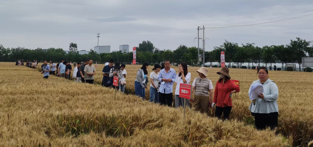 【市种业中心】洛阳市2026年小麦新品种 “擂台选种”现场观摩会成功召开 【市种业中心】洛阳市2026年小麦新品种 “擂台选种”现场观摩会成功召开