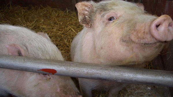2pigs.jpg 2pigs.jpg