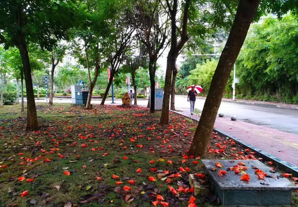 落花1.jpg 落花1.jpg