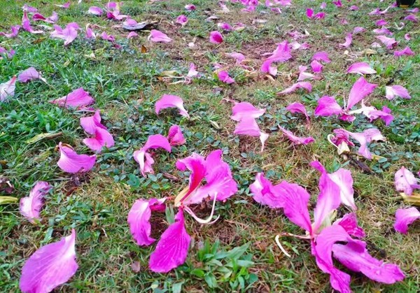 落花3.jpg 落花3.jpg