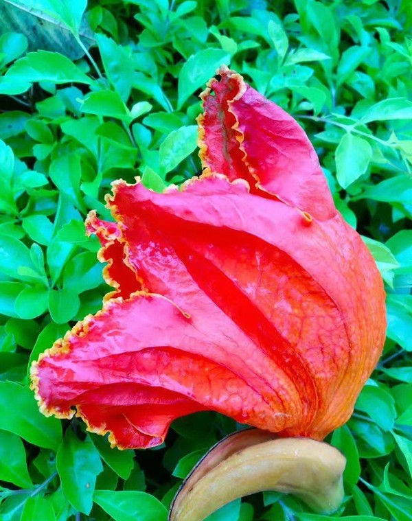 落花4.jpg 落花4.jpg