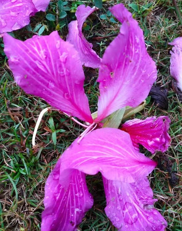落花5.jpg 落花5.jpg