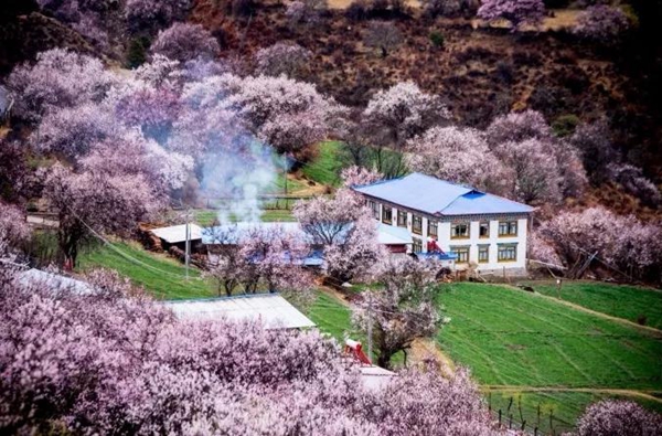 赏花地图1.jpg 赏花地图1.jpg