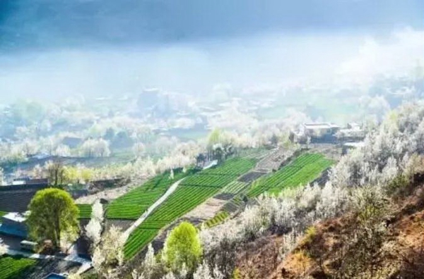 赏花地图5.jpg 赏花地图5.jpg
