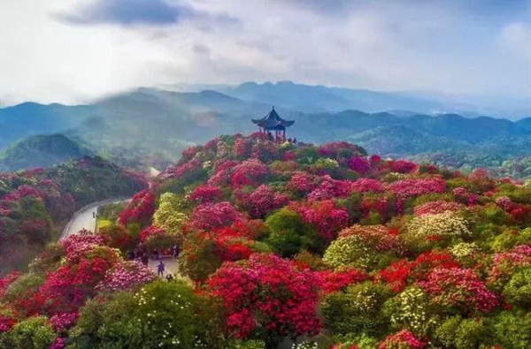 赏花地图7.jpg 赏花地图7.jpg