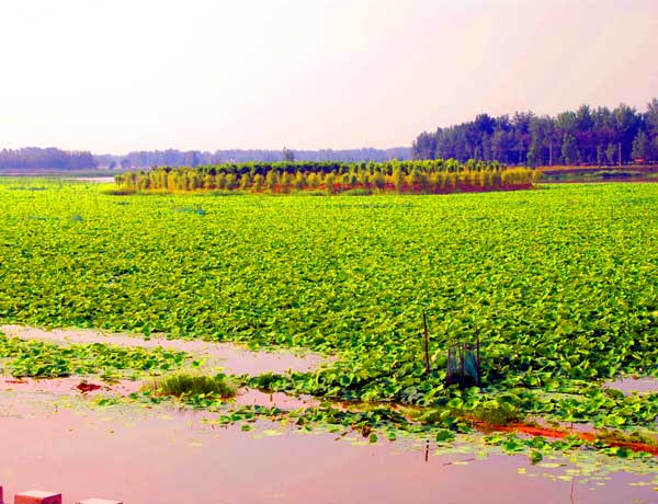 03民权千亩莲藕种植基地(摄.jpg 03民权千亩莲藕种植基地(摄.jpg
