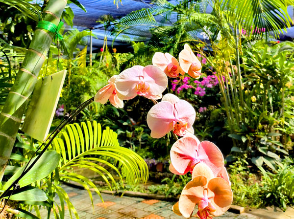 021花团锦簇.jpg 021花团锦簇.jpg