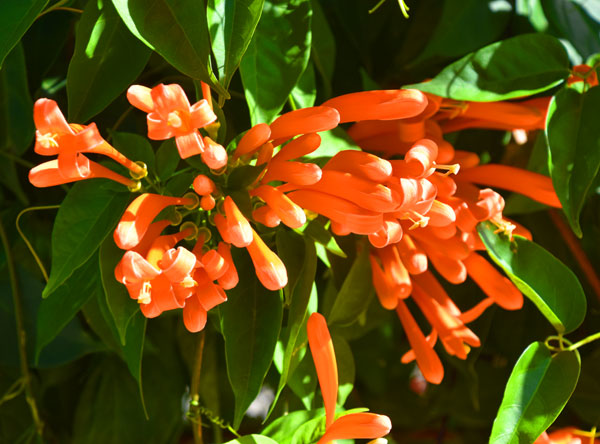 022爆竹花.jpg 022爆竹花.jpg