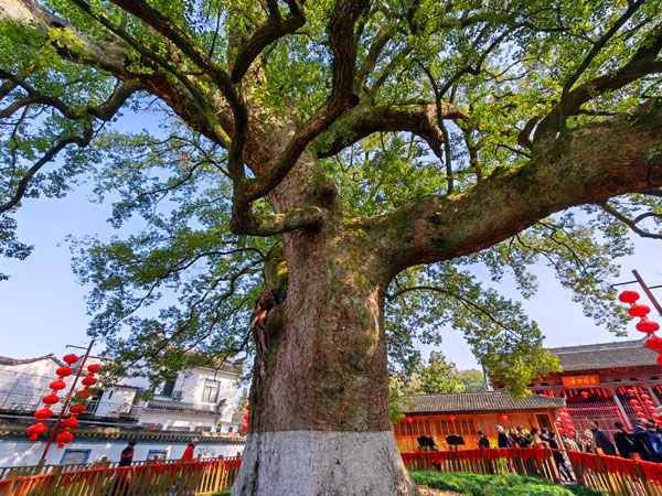 028古樟树.jpg 028古樟树.jpg