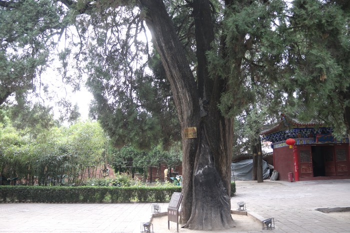 东汉王符手植柏树 王长华 摄.JPG 东汉王符手植柏树 王长华 摄.JPG