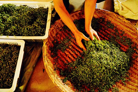 王顺军和他的凤庆县观止茶叶种植专业合作社(摄影:许文舟 张洁) (34)_副本.jpg 王顺军和他的凤庆县观止茶叶种植专业合作社(摄影:许文舟 张洁) (34)_副本.jpg