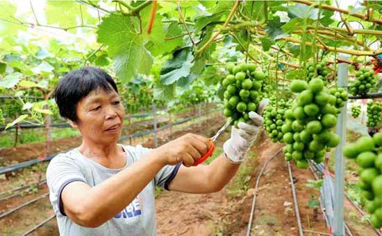 河南洛阳:孟津区常袋镇“阳光玫瑰”管理忙 科学精细保质量