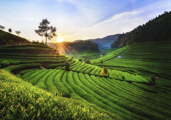 茶园秀色8.jpg 茶园秀色8.jpg