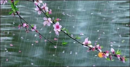 春雨•雨润花艳7.jpg 春雨•雨润花艳7.jpg