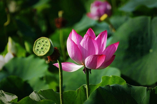荷•夏荷盛开2.jpg 荷•夏荷盛开2.jpg