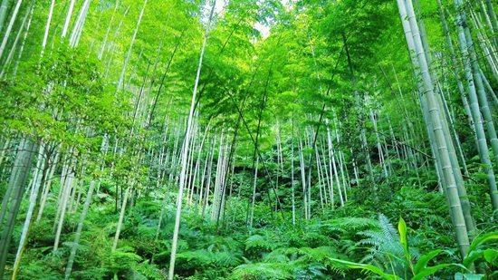 竹韵悠然•竹影清风•茂林修竹4.jpg 竹韵悠然•竹影清风•茂林修竹4.jpg