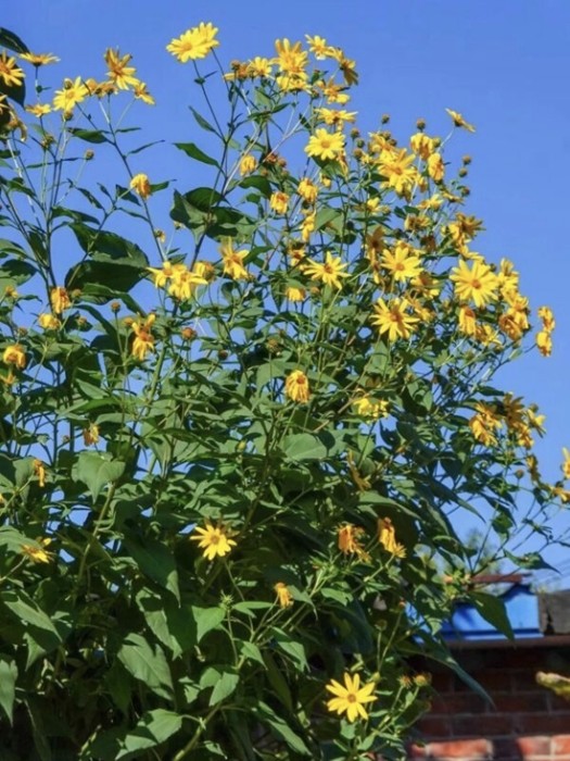 洋姜稻发芽米1.jpg 洋姜稻发芽米1.jpg