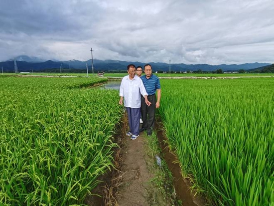 洋姜稻发芽米3.jpg 洋姜稻发芽米3.jpg