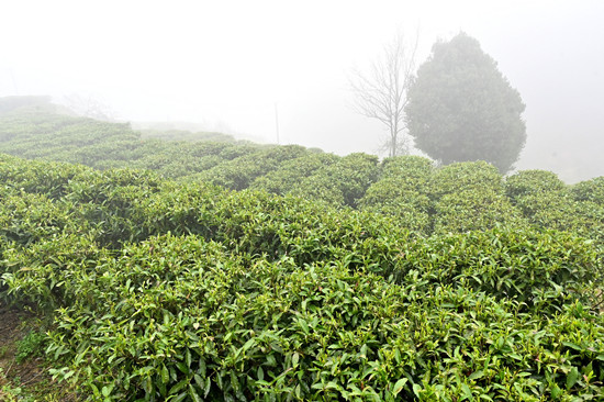 DSC_1609 - 副本.JPG DSC_1609 - 副本.JPG