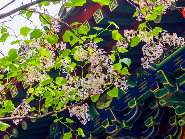 07房檐下的花.jpg 07房檐下的花.jpg