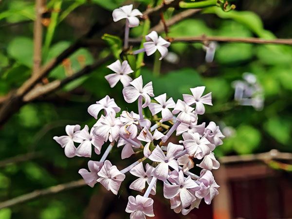 08定向花瓣.jpg 08定向花瓣.jpg