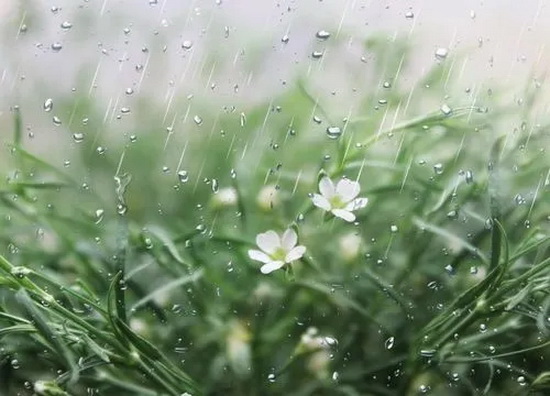 雨•雨润花娇7.jpg 雨•雨润花娇7.jpg