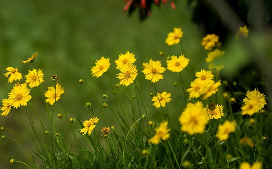 花•金菊1•金菊幽葩•金菊含郁.jpg 花•金菊1•金菊幽葩•金菊含郁.jpg